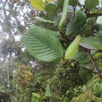 Schumacheria alnifolia Hook.f. & Thomson